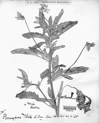 Peronospora violae image